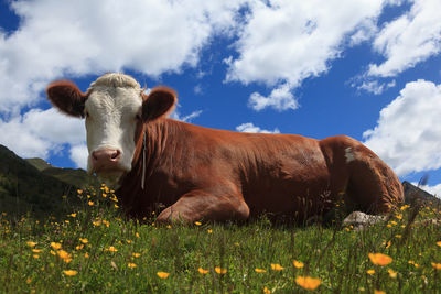 Cows on field against sky