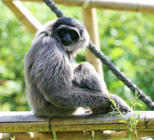 Portrait of monkey sitting on railing in forest