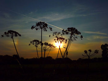 Silhouette of trees on field against cloudy sky