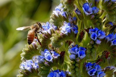 Close-up of honey bee on purple flowers