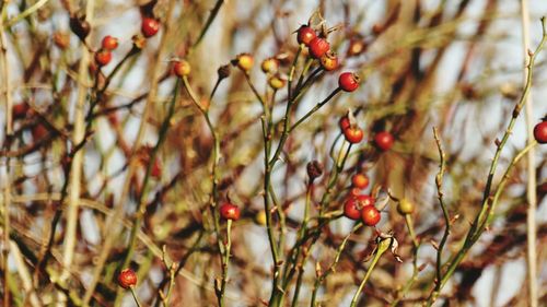 Close-up of berries growing on tree