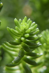 Close-up of succulent plant