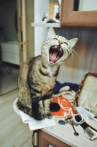 Close-up of cat yawning at home