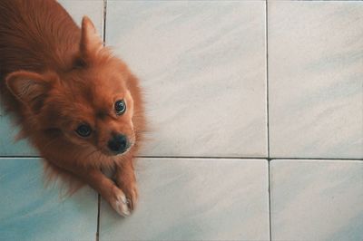 Portrait of dog relaxing at home