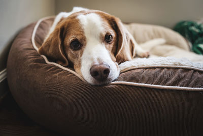 Close-up portrait of dog lying down