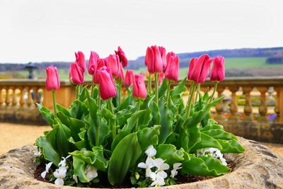 Close-up of pink tulips