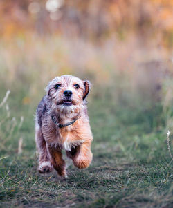 Portrait of dog on field