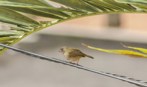 Close-up of bird perching on cable