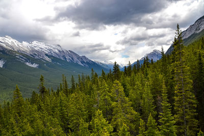 Scenic view of pine trees and mountains against sky