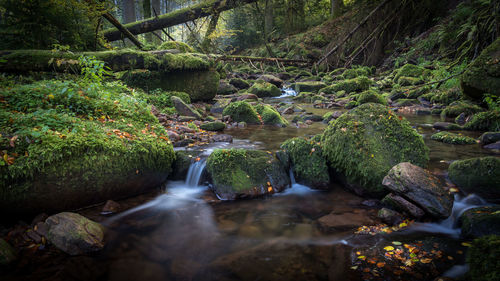 Stream flowing through rocks in forest