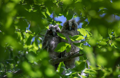 View of a bird on branch