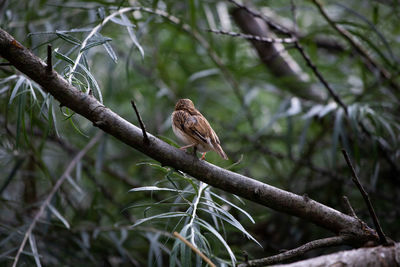 Bird perching on a tree