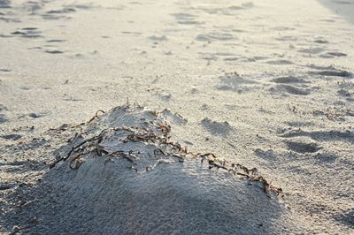 High angle view of crab on sand at beach