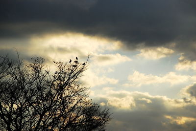 Low angle view of silhouette tree against sky