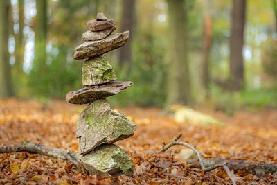 Close-up of stack of tree trunk in forest