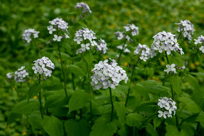 Lunaria rediviva plant commonly known as perennial honesty