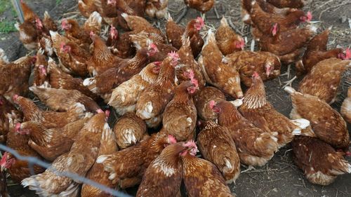 High angle view of free range chicken on field