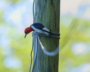 Close-up of bird perching on wooden post
