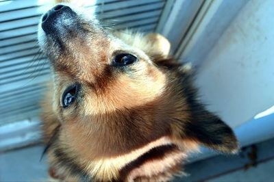 Close-up portrait of a dog