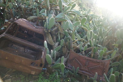 Old ruin amidst plants on field