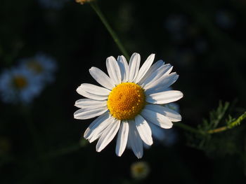 Close-up of white daisy blooming outdoors