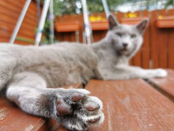 Cat sleeping on wooden floor