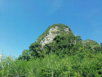 Plants growing on land against clear blue sky