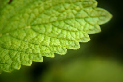 Close-up of green leaves