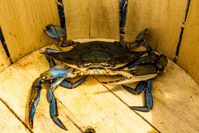 Live male blue chesapeake bay crab in wooden basket.