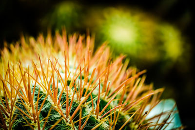 Close-up of plant against blurred background