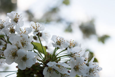 Close-up of white cherry blossom tree