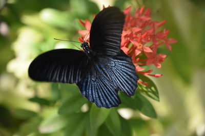 Close-up of butterfly pollinating on flower