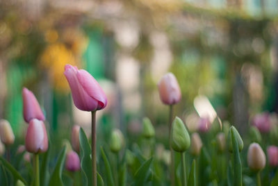 Close-up of pink flowers blooming outdoors