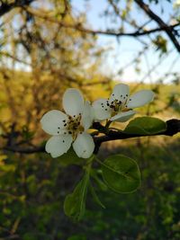 Close-up of cherry blossoms in spring