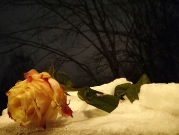 Close-up of wilted rose plant