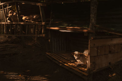 Dog in abandoned room