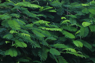 Plants growing on a tree