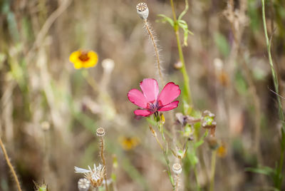 Close-up of pink flowering plant on field