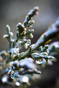 Close-up of flowering plant
