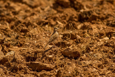 Bird perching on rock