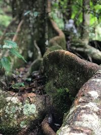 Close-up of moss growing on tree trunk