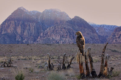 Scenic view of field against mountain