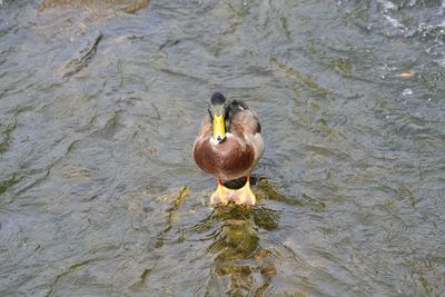 High angle view of duck swimming on lake