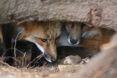 Close-up of two foxes