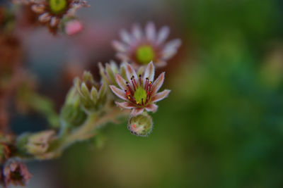 Close-up of flowering plant