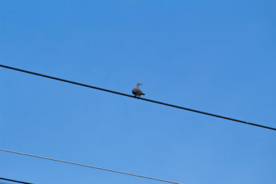 Low angle view of bird perching on cable