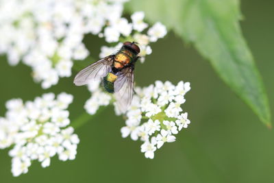 Close-up of butterfly pollinating on white flower