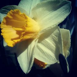 Close-up of white flower