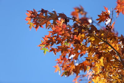 Low angle view of maple tree against clear blue sky