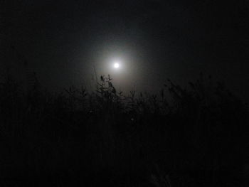 Low angle view of silhouette tree against sky at night